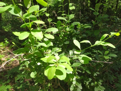 Парк Гайдар - 35.jpg